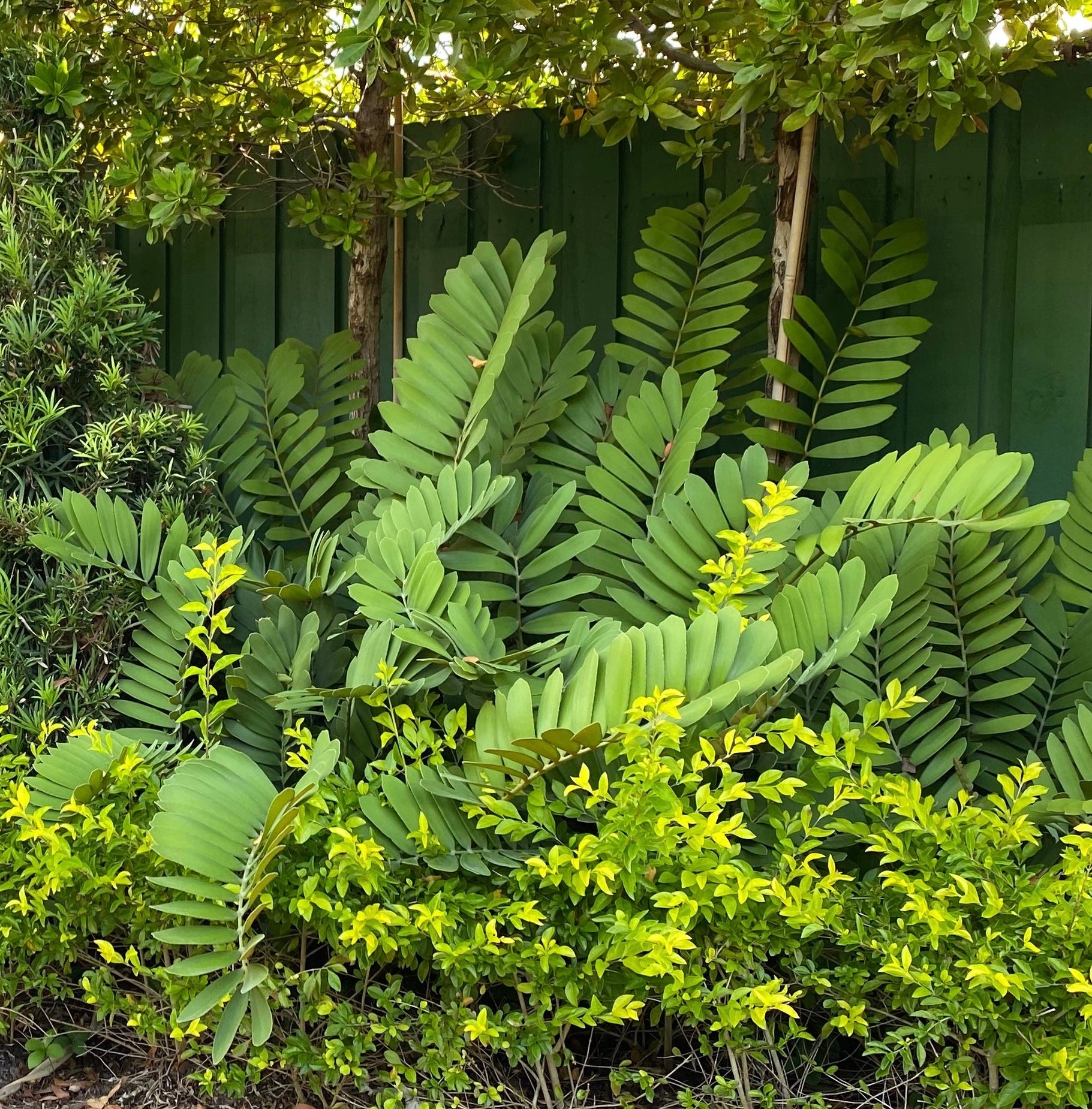 Cardboard Palm Tree, Zamia Furfuracea Cycad