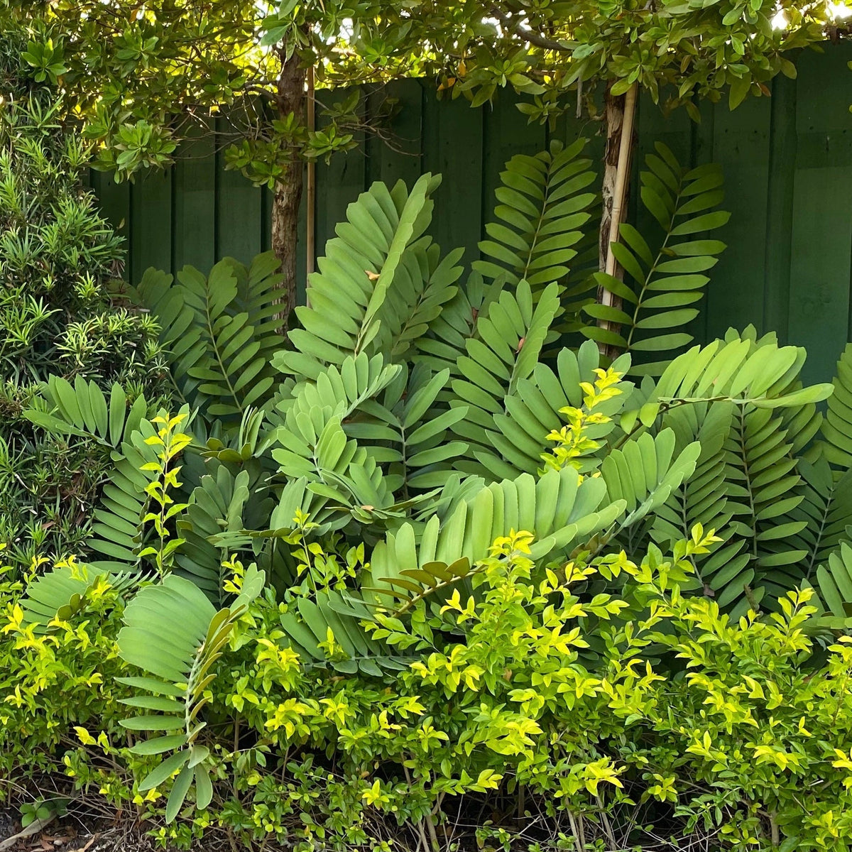 Cardboard Palm Tree, Zamia Furfuracea Cycad planted in the ground full grown