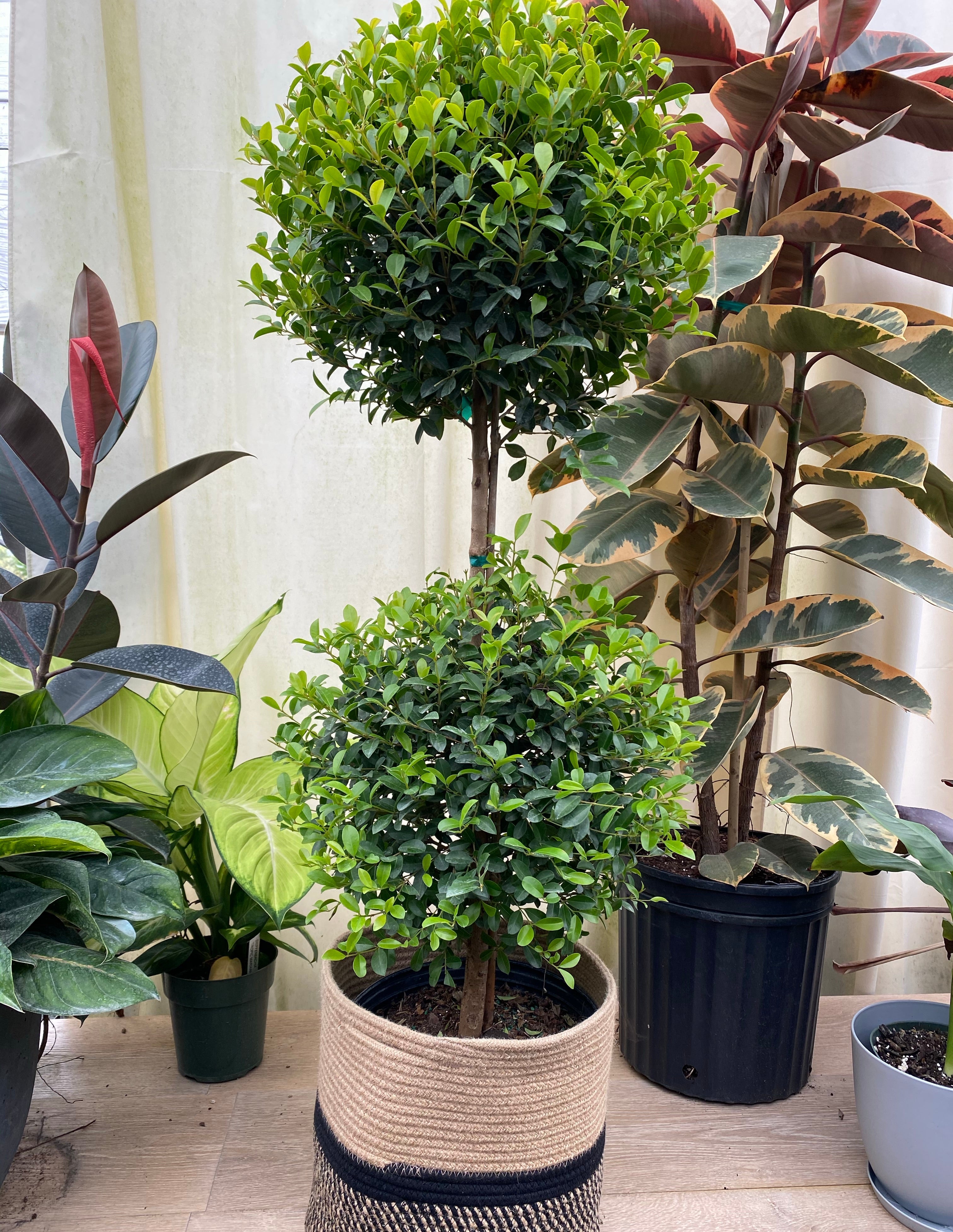 Topiary Eugenia 2-Ball Tree Form nursery container 2gal. A potted Eugenia Globulus topiary tree with a rounded shape, displayed among other potted plants.