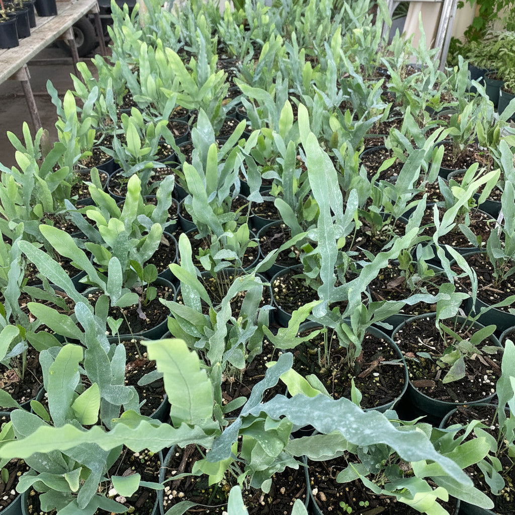 A large collection of young potted Staghorn Ferns in black nursery pots, featuring multiple upright, wavy, grayish-green fronds.