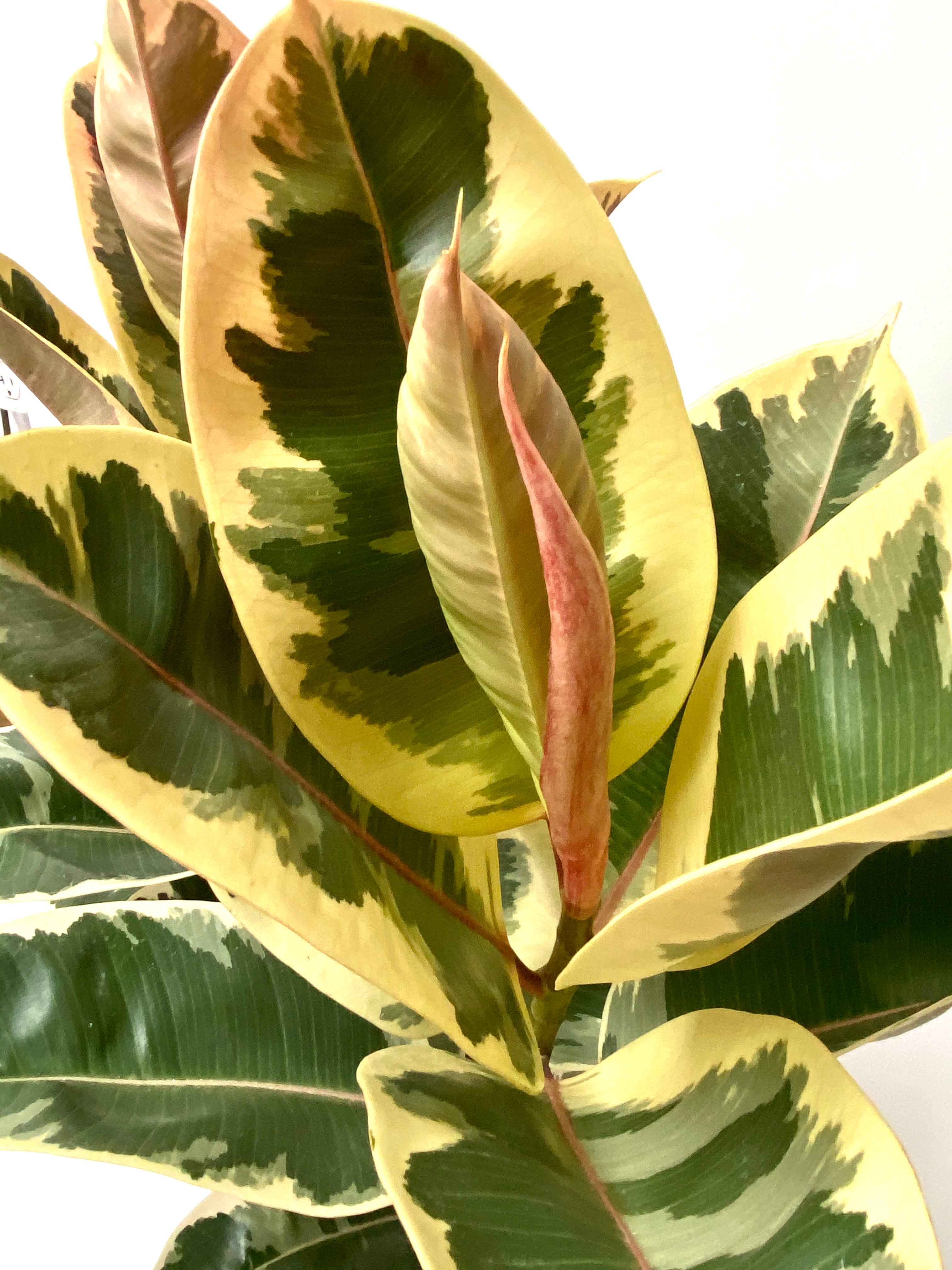 leaves of Tineke Bush Form, Deco Pot White