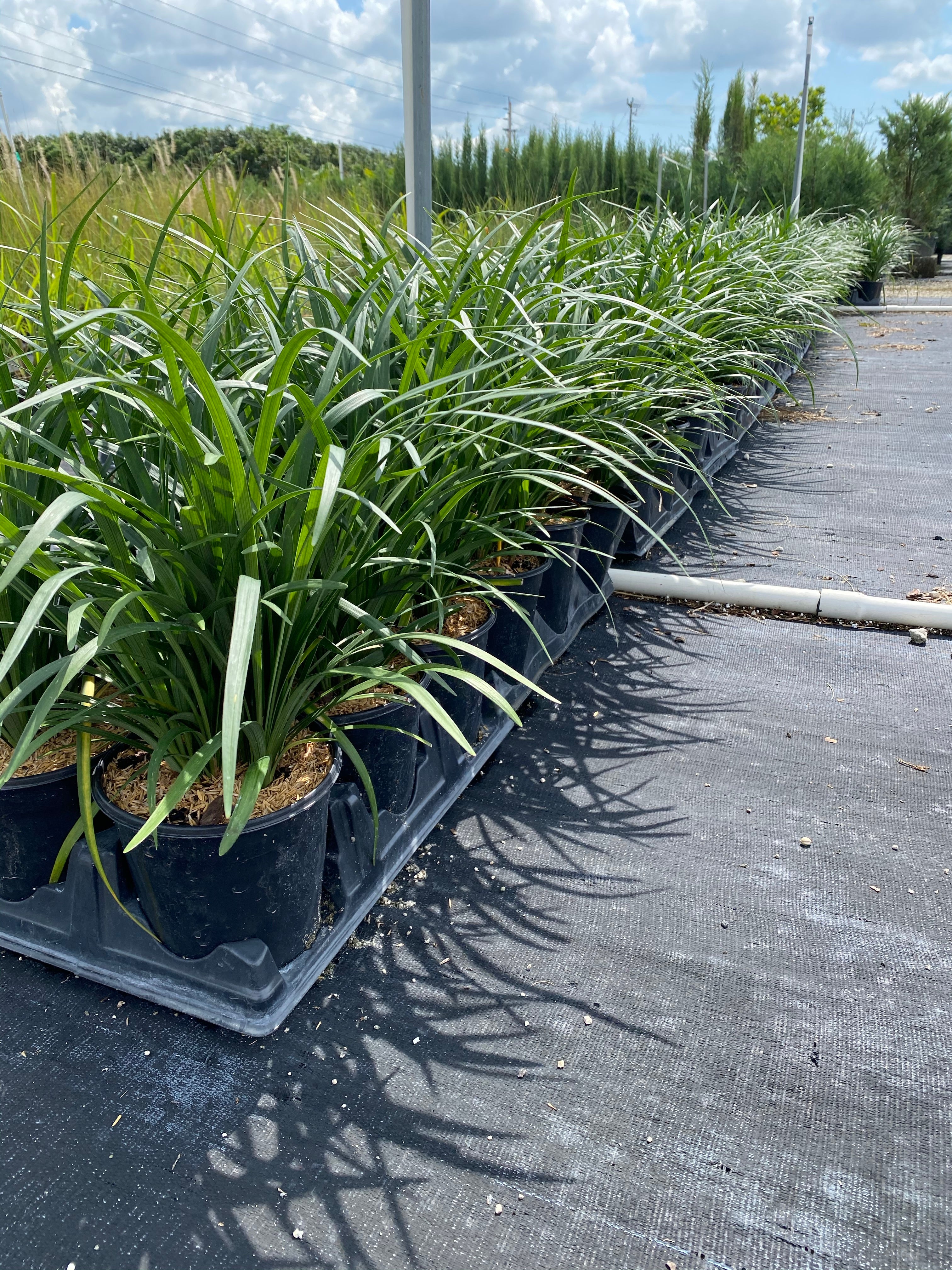 Liriope Muscari Super Blue Lilyturf, Monkey Grass