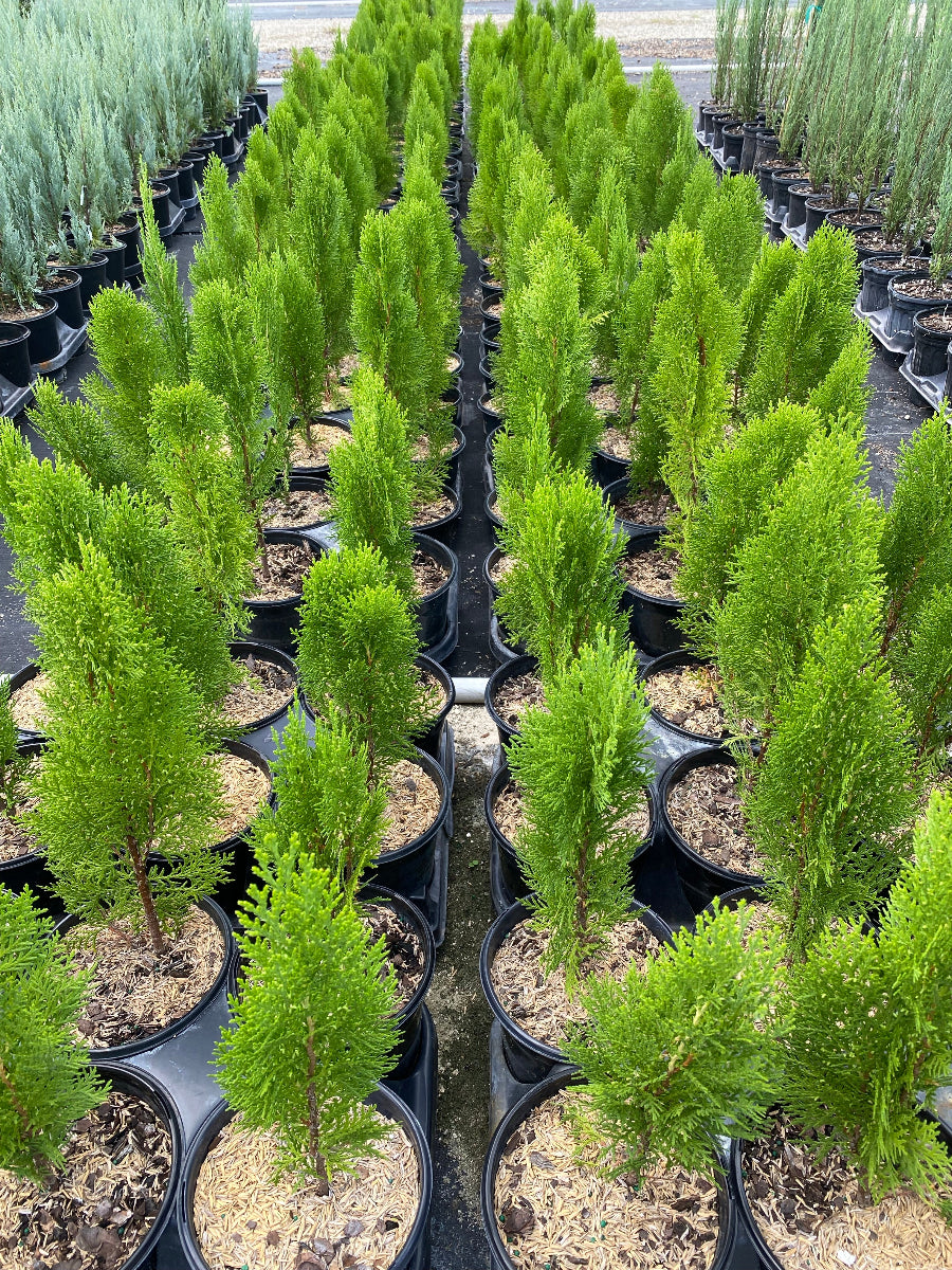 Rows of potted Yellow Ribbon Arborvitae trees.