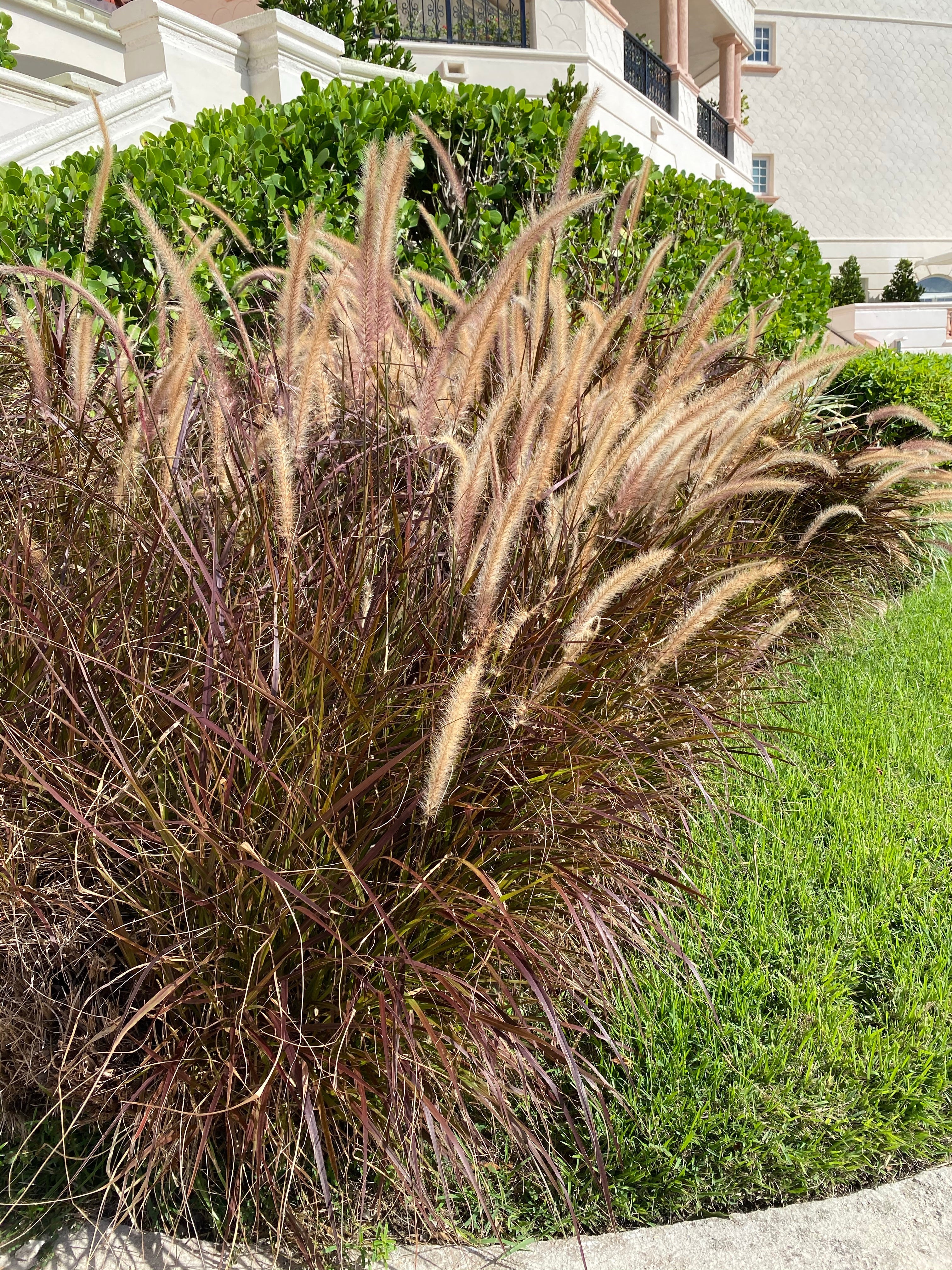 outside of a house Purple Fountain Grass
