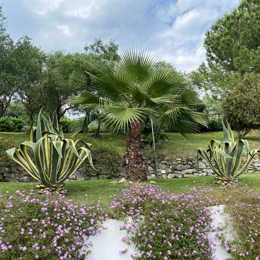 A mature Washington Palm showcasing its tall trunk and a crown of large, fan-shaped green fronds