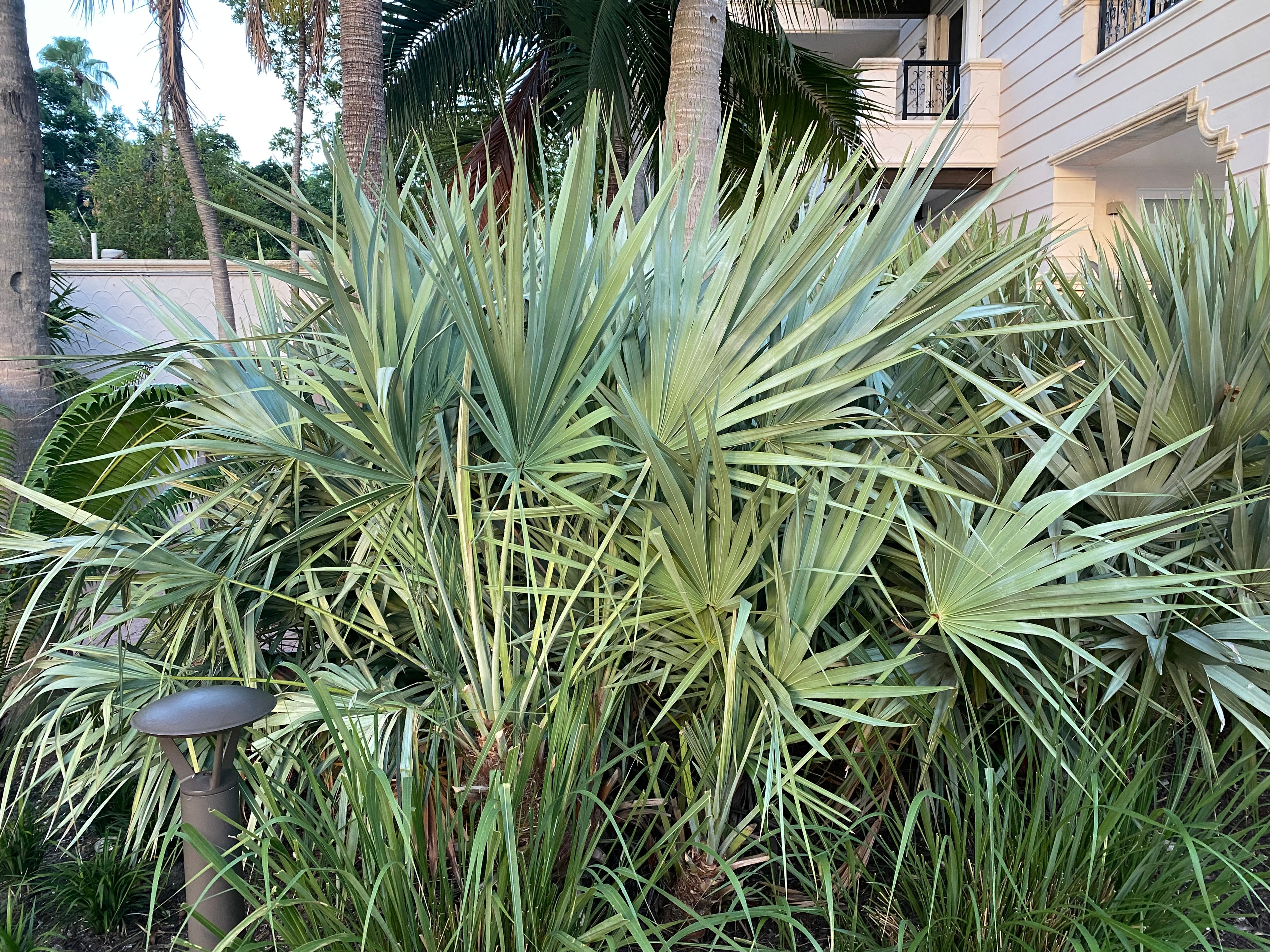 view of Silver Saw Palmetto, Georgia Silver