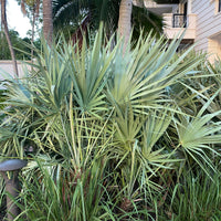 Silver Saw Palmetto, Georgia Silver