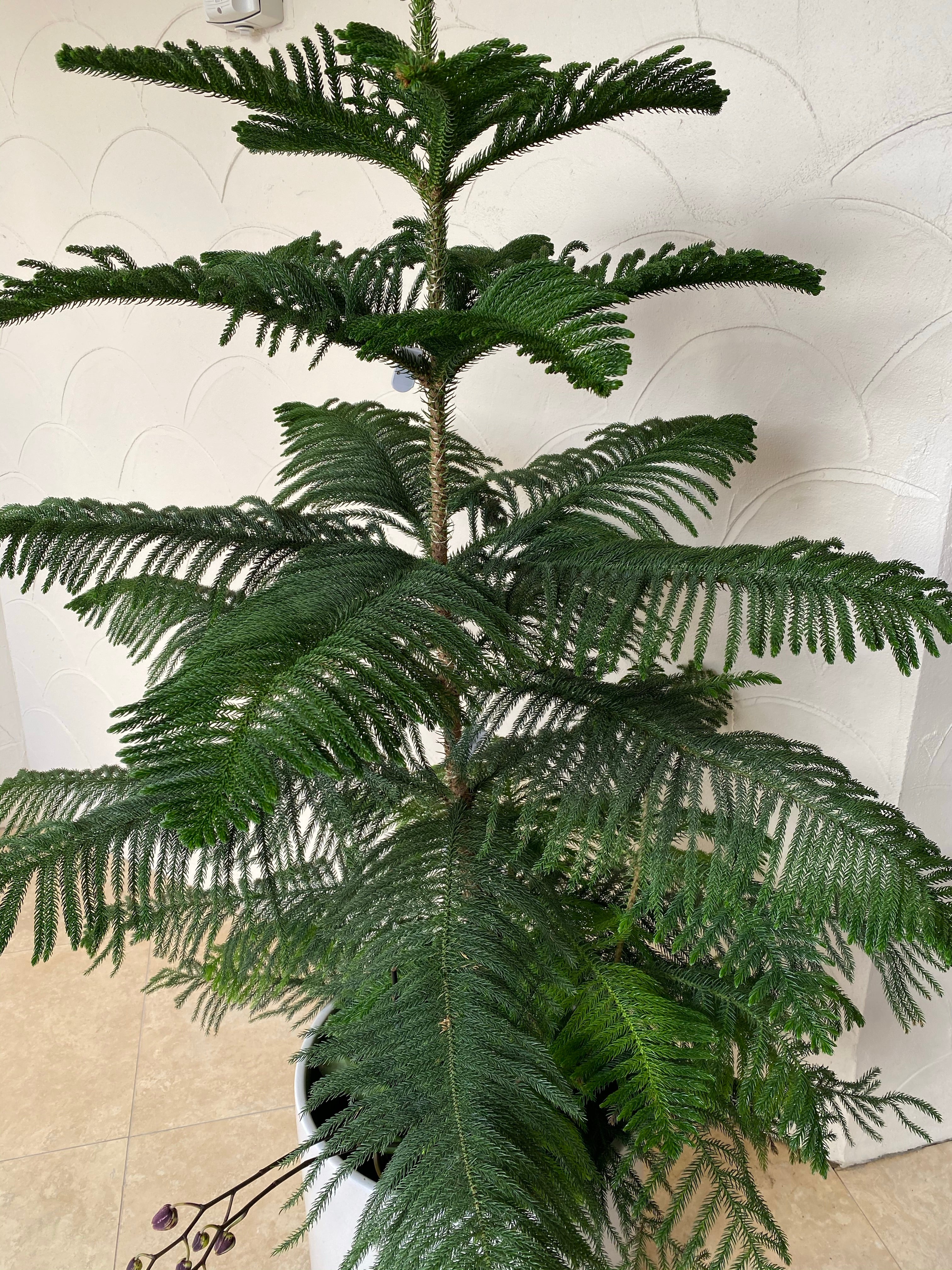 Norfolk Island pine Multi Stem, Christmas Tree