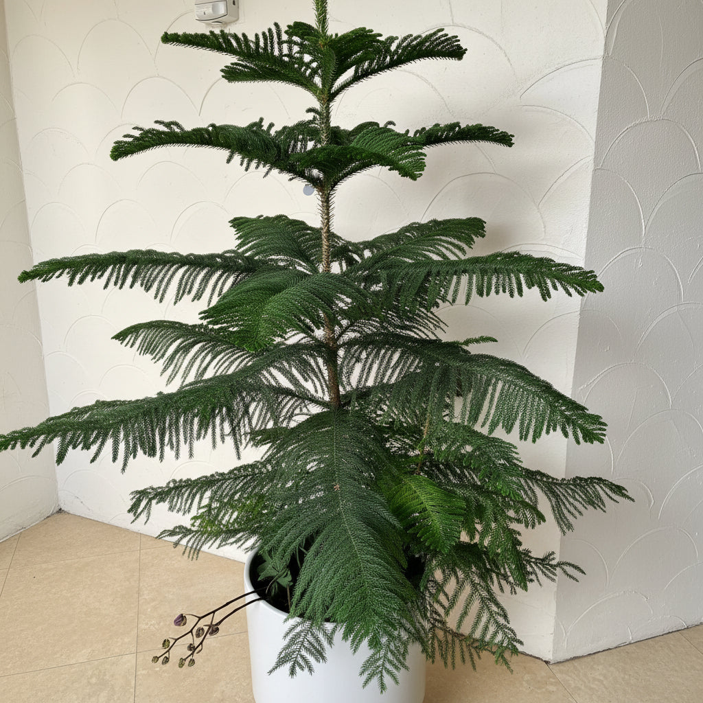 Potted Norfolk Island pine plant against a neutral wall.