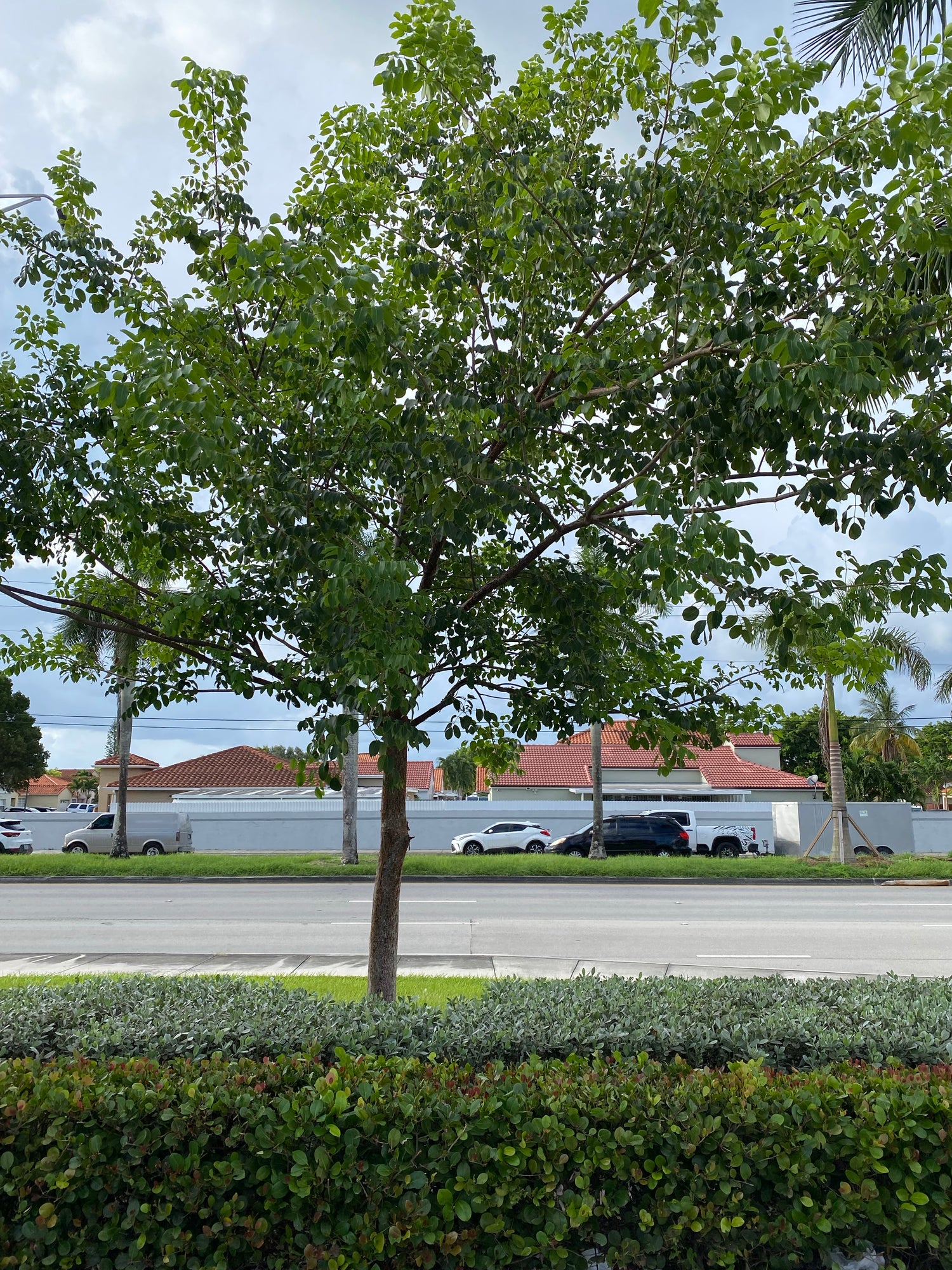 Gumbo Limbo Tree, Bursera Simaruba on a road