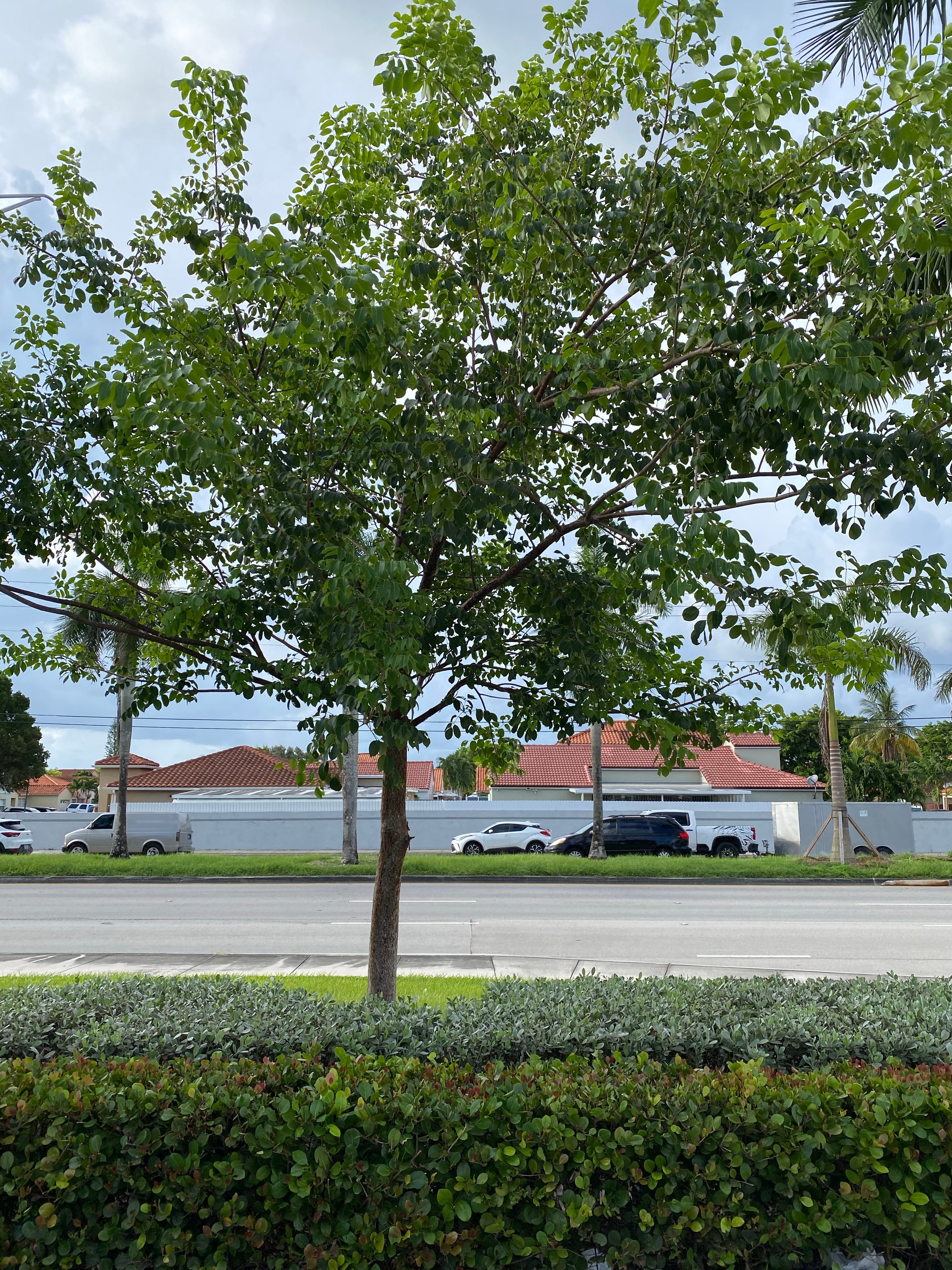 Gumbo Limbo Tree, Bursera Simaruba on a road