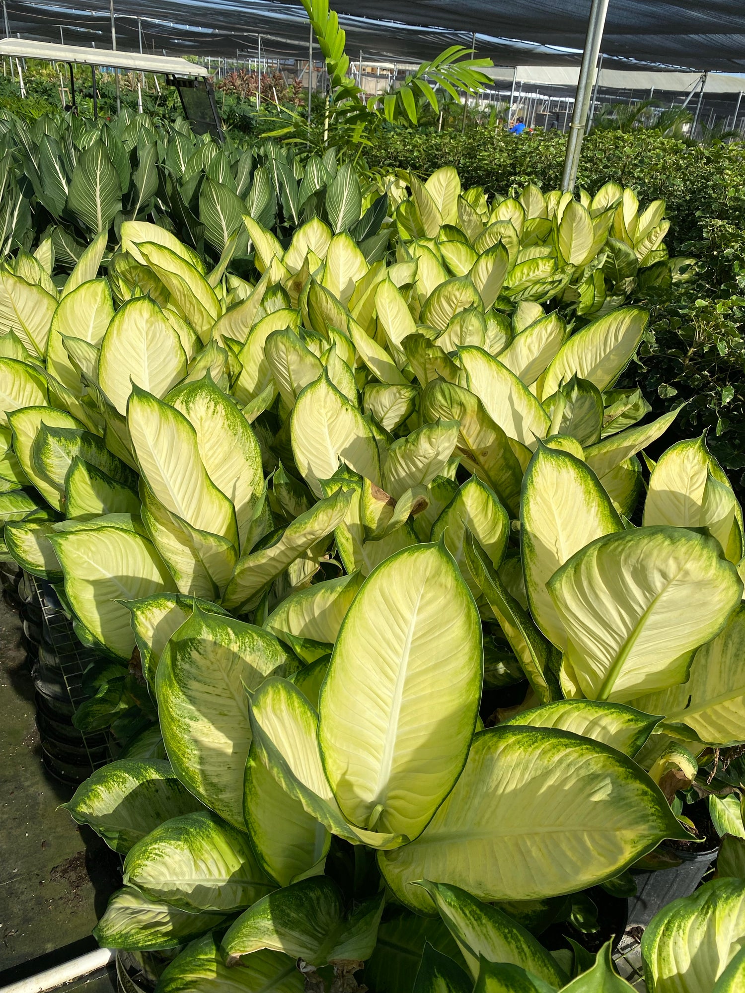 Dieffenbachia Tropic Marianne