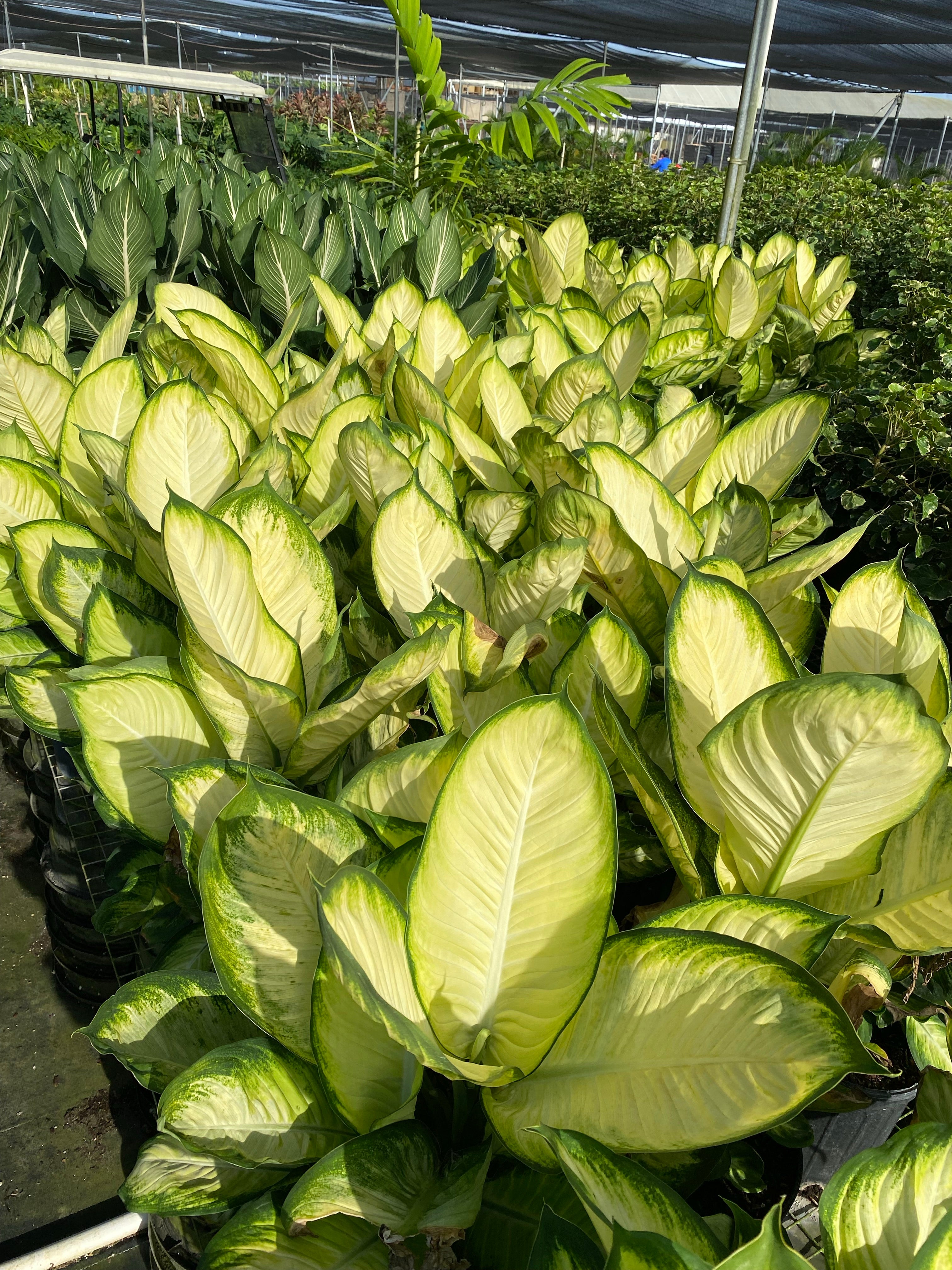 Dieffenbachia Tropic Marianne