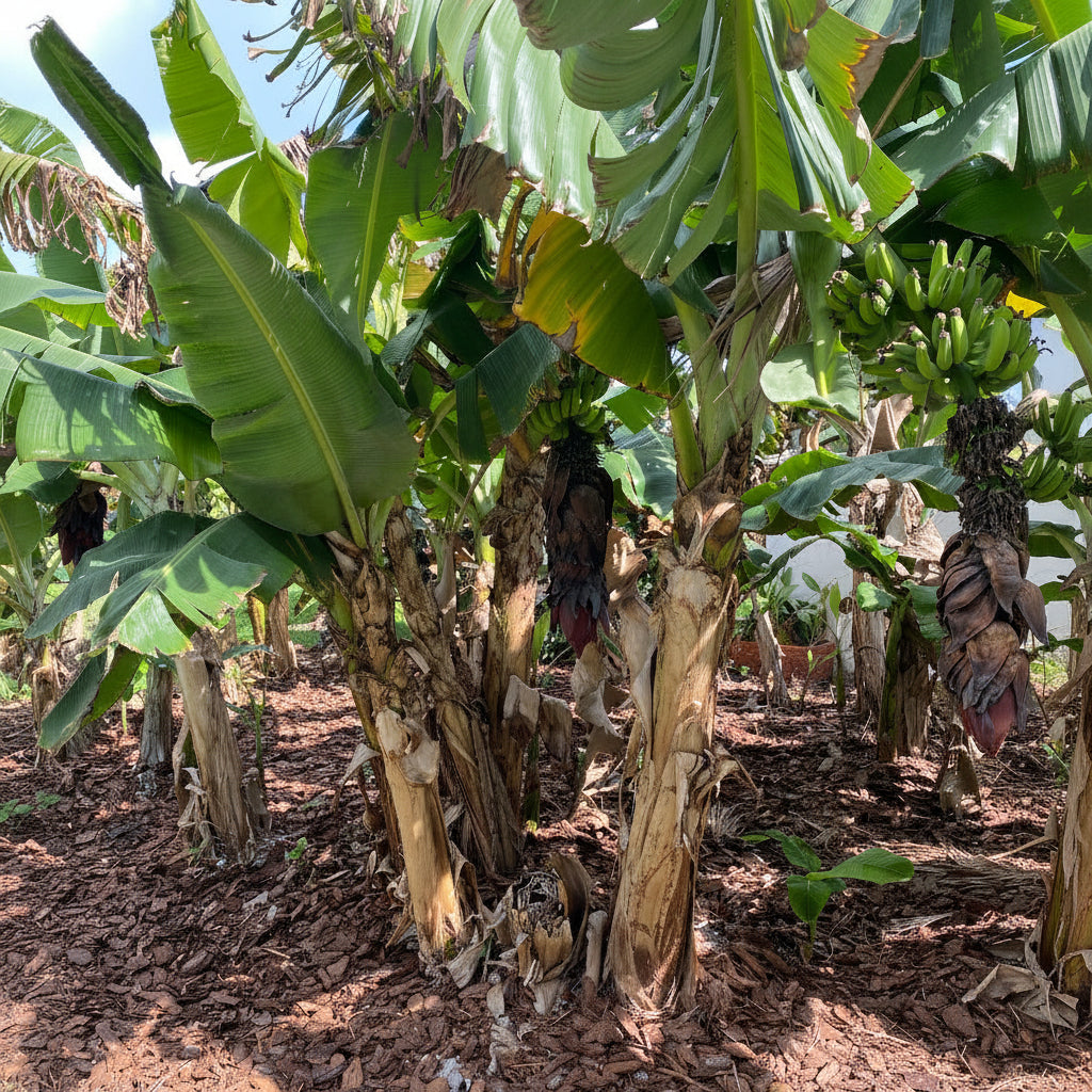 A view of a grove of mature Gold Finger Banana Fruit Trees featuring thick trunks, massive bright green leaves, and hanging bunches of developing green bananas