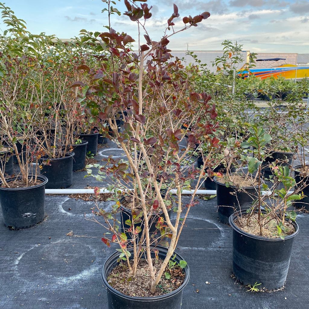 Crape Myrtle Flowering Tree in 5 gallon nursery pot with vibrant bright pink blooms and dense green foliage, ideal for colorful outdoor landscapes and sunny garden spaces.