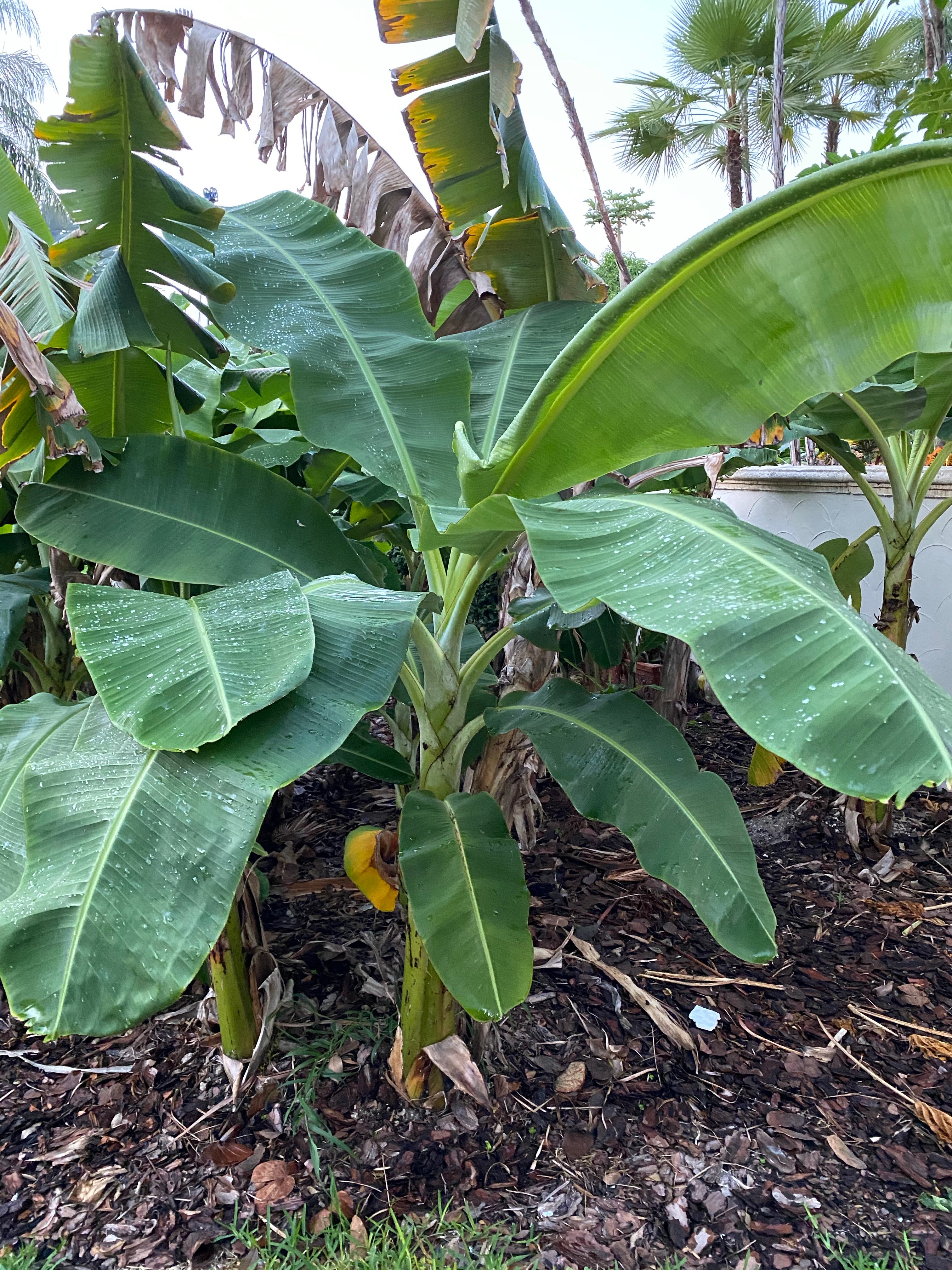 single Musa Basjoo Cold Hardy Banana Fruit Tree