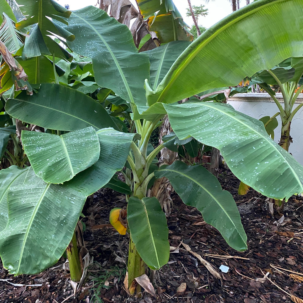 single Musa Basjoo Cold Hardy Banana Fruit Tree