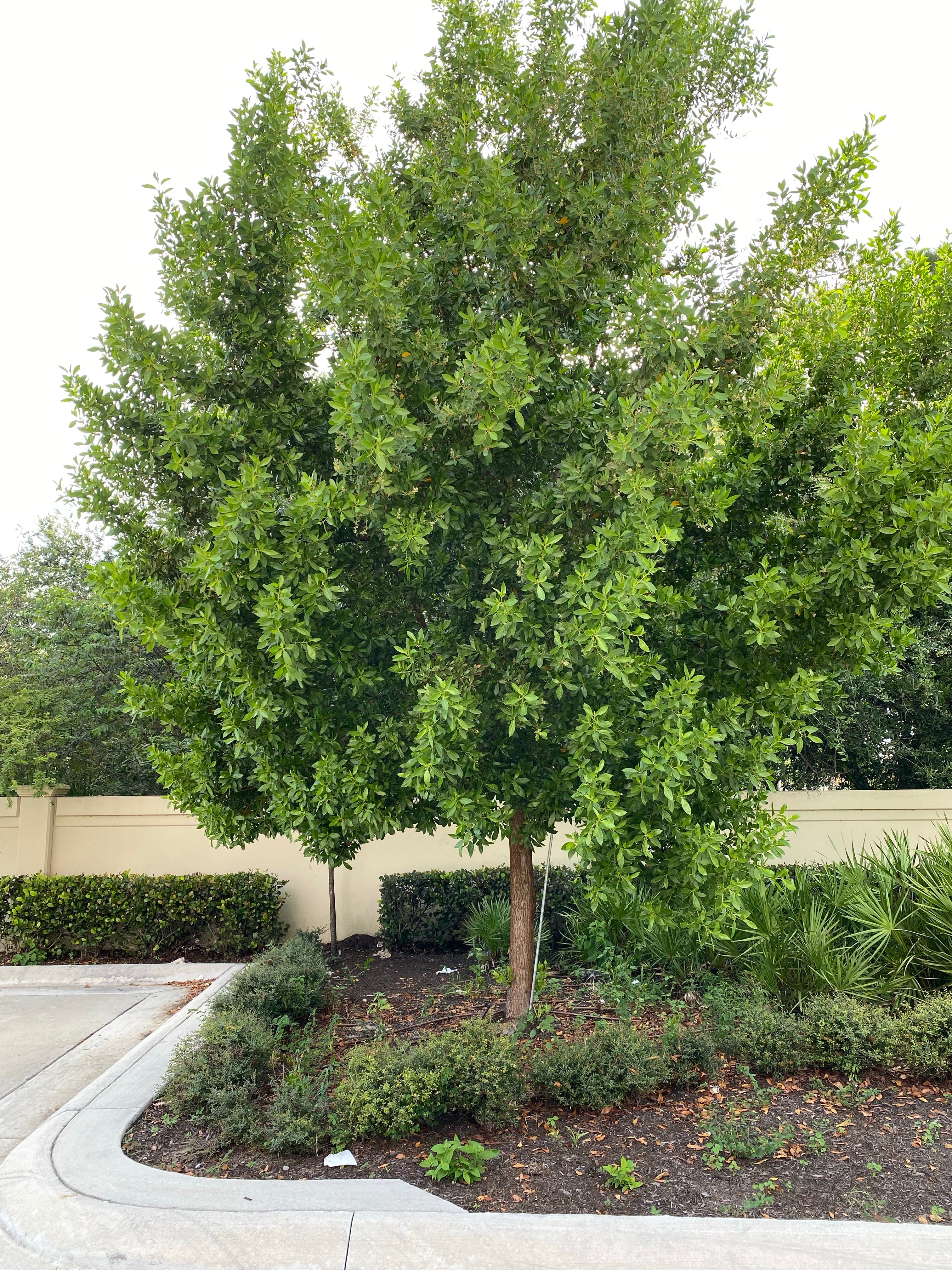 Green Buttonwood, Conocarpus Erectus inside of a home