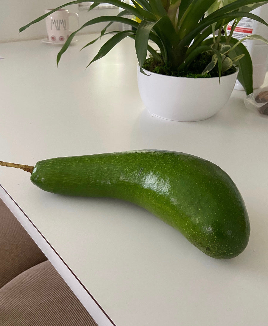 A close-up view of a single, elongated green avocado with a distinct long neck, resting on a smooth white surface
