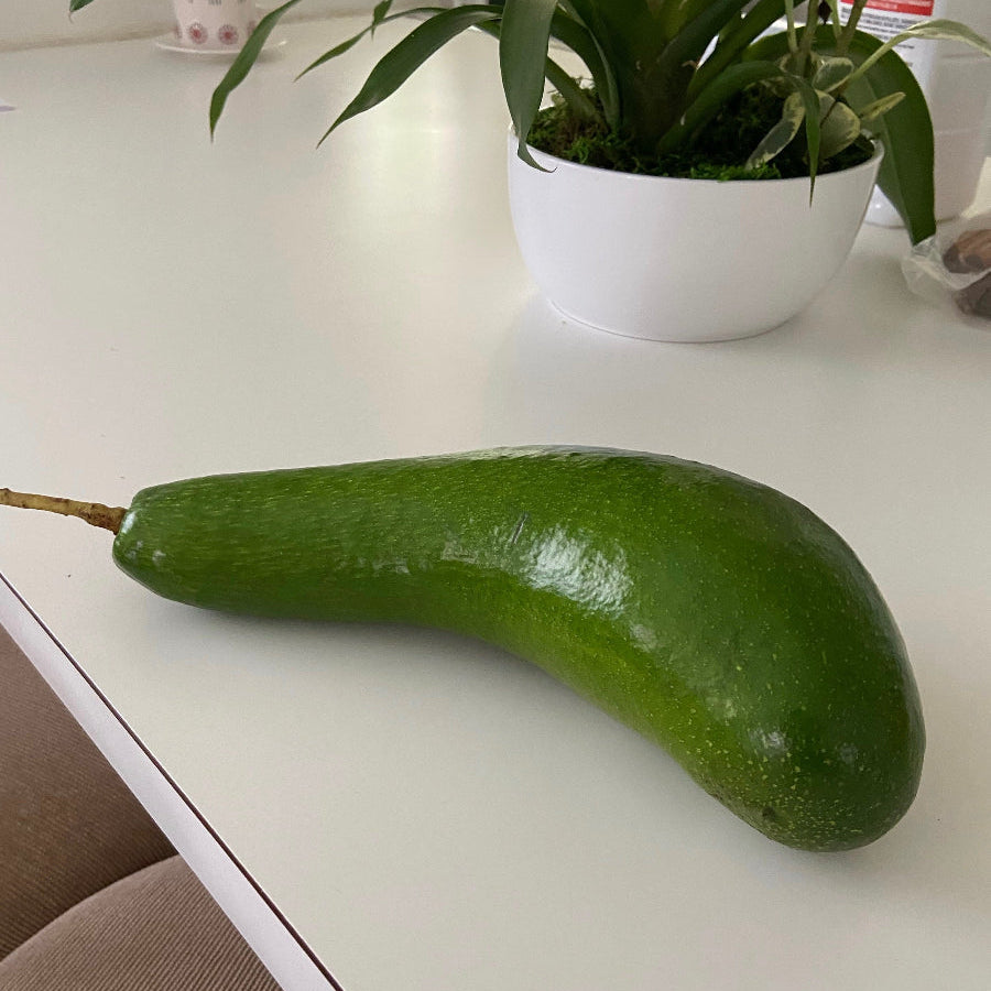 A close-up view of a single, elongated green avocado with a distinct long neck, resting on a smooth white surface