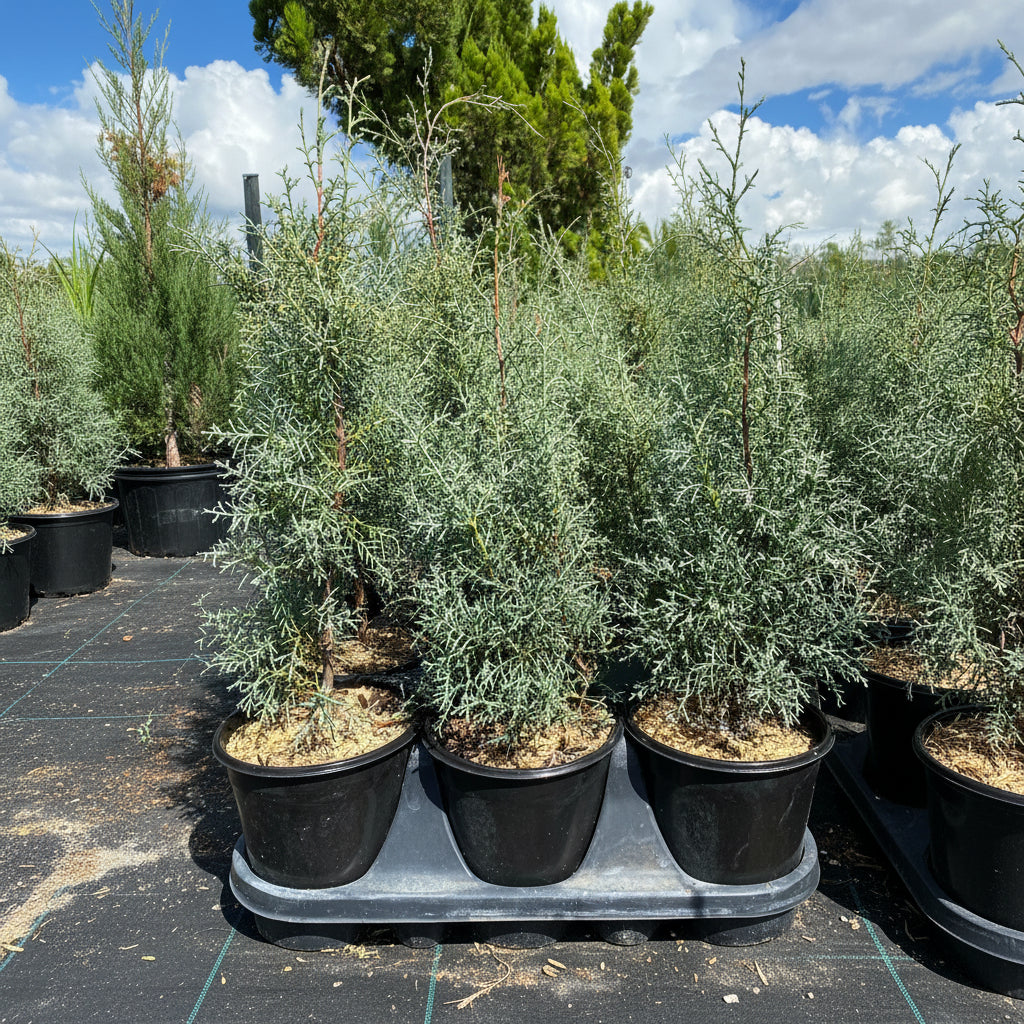 Blue Ice Arizona Cypress