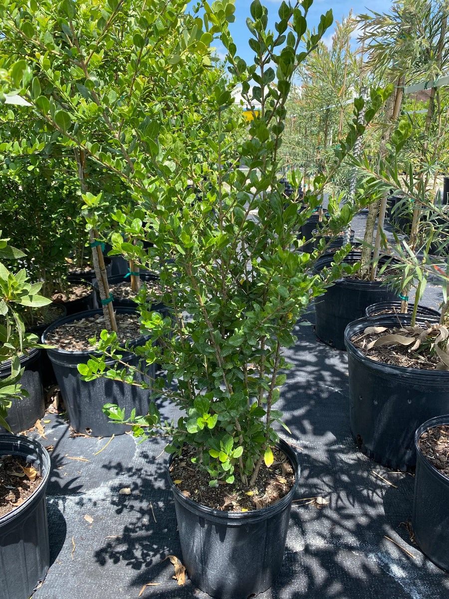 A young White Indigo Berry (Randia aculeata) shrub featuring bushy green foliage
