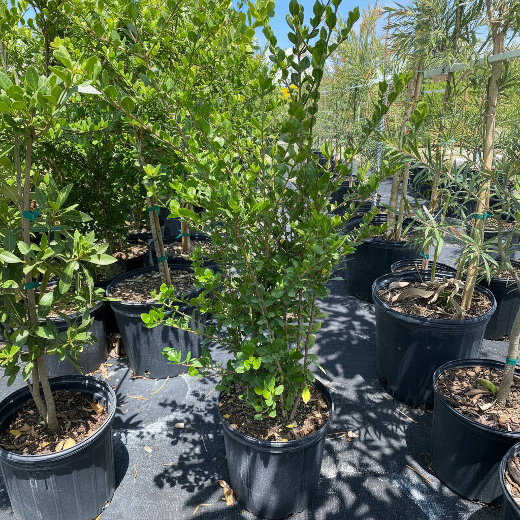 A young White Indigo Berry (Randia aculeata) shrub featuring bushy green foliage