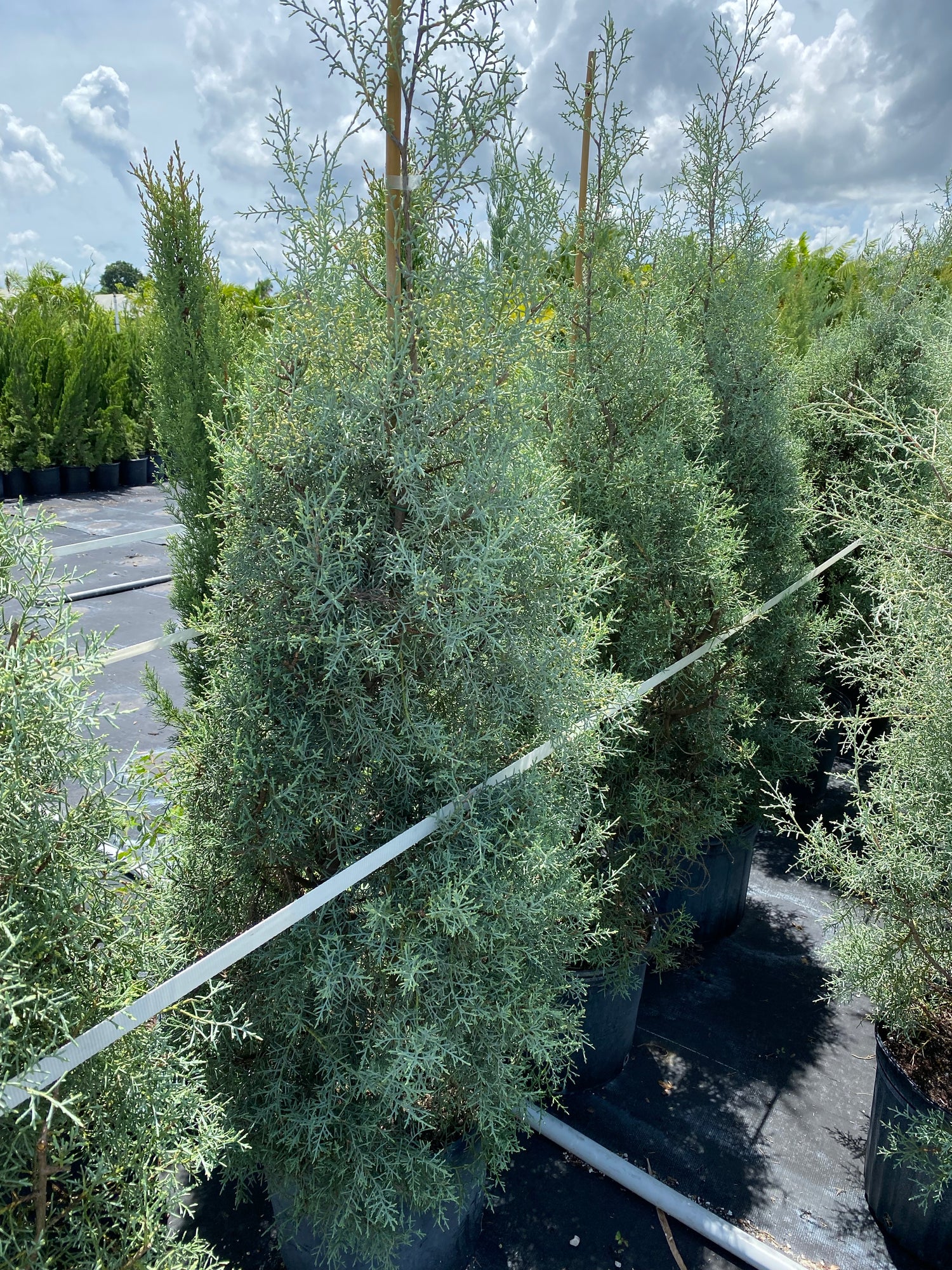 Topiary Cone Carolina Sapphire