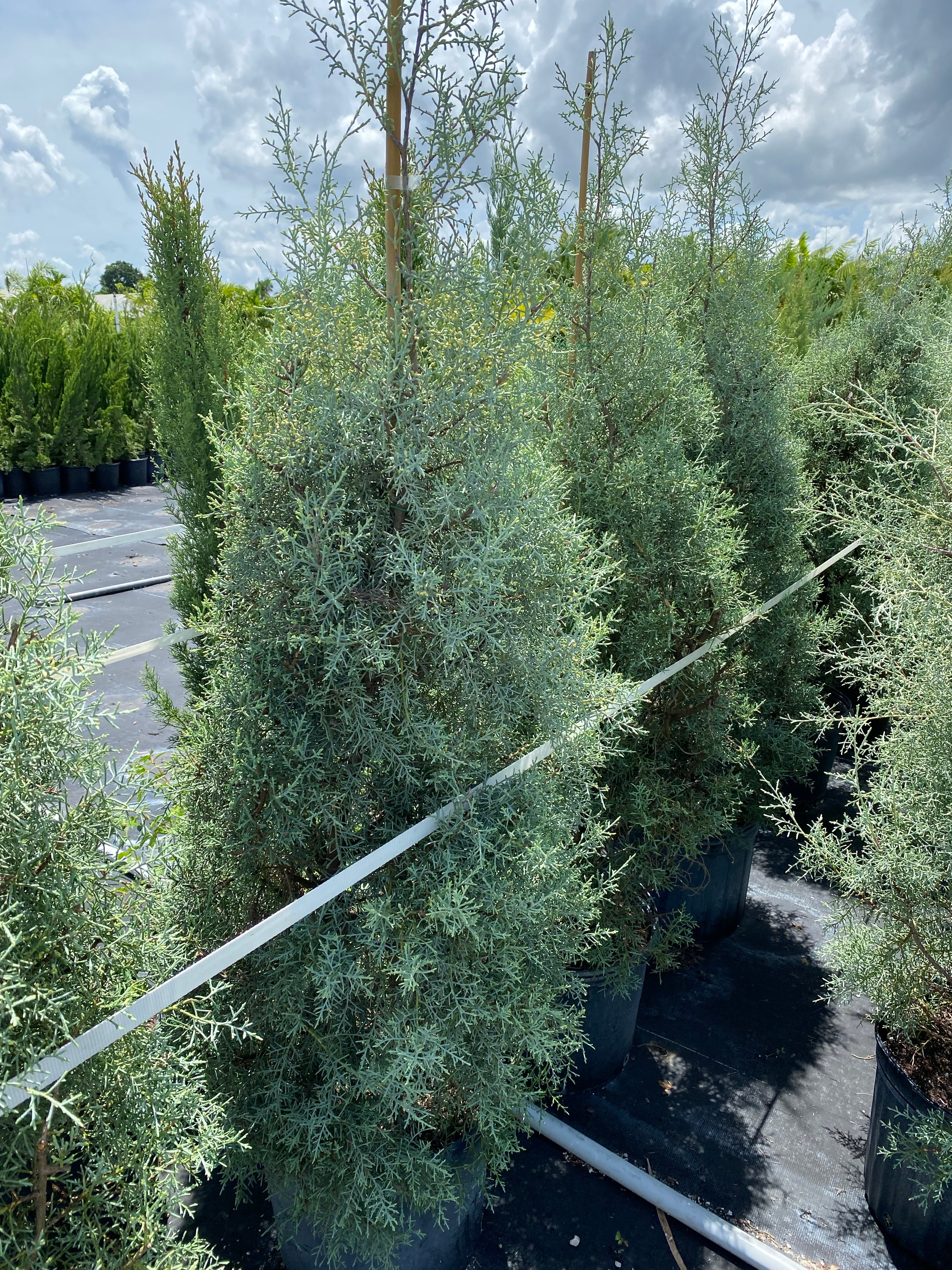 Topiary Cone Carolina Sapphire