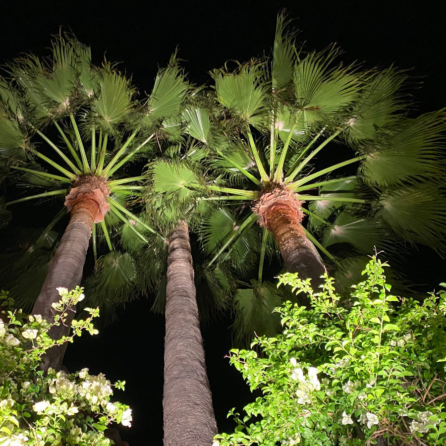 A mature Washington Palm (Mexican Fan Palm) showcasing its tall trunk and a crown of large, fan-shaped green fronds growing outdoors