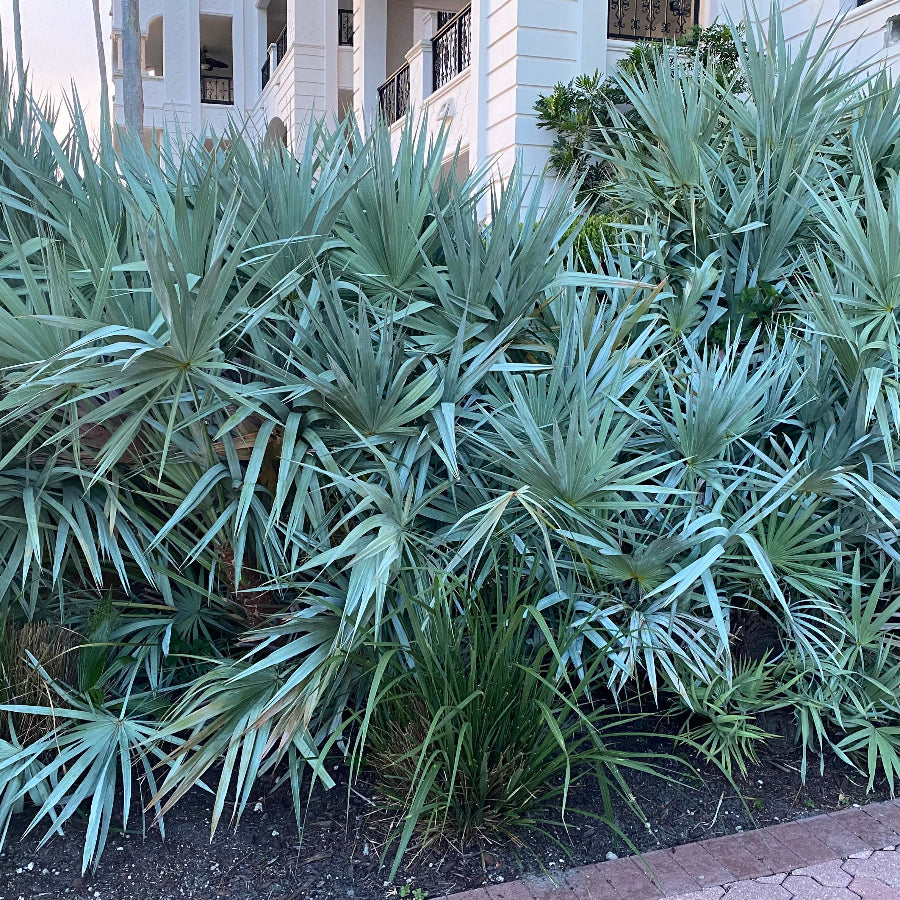 Silver Saw Palmetto, Georgia Silver outside of a home