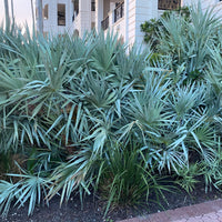 Silver Saw Palmetto, Georgia Silver