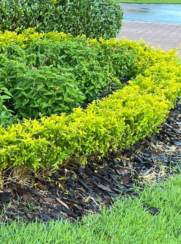 Gold Mound, Duranta Erecta Shrub