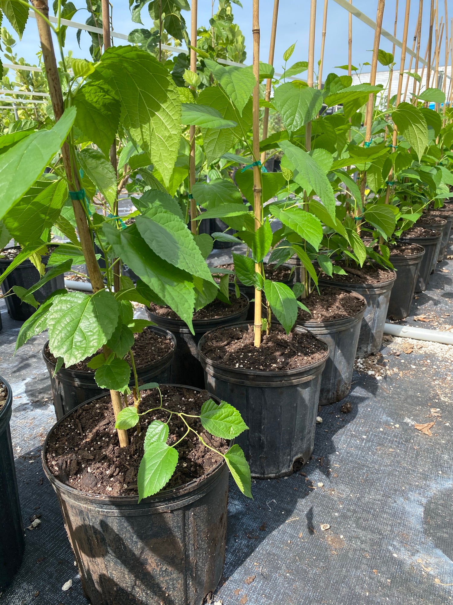 Black Mulberry, Everbearing Morus Nigra