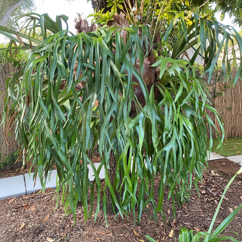 A large, mature Staghorn Fern with many long, cascading green fronds, growing outdoors on a tree trunk above a bed of brown mulch.
