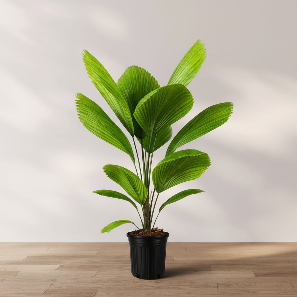 Licuala Fan Palm with large upright pleated green leaves growing from slender stems in a 2 gallon black nursery pot against a neutral indoor background.