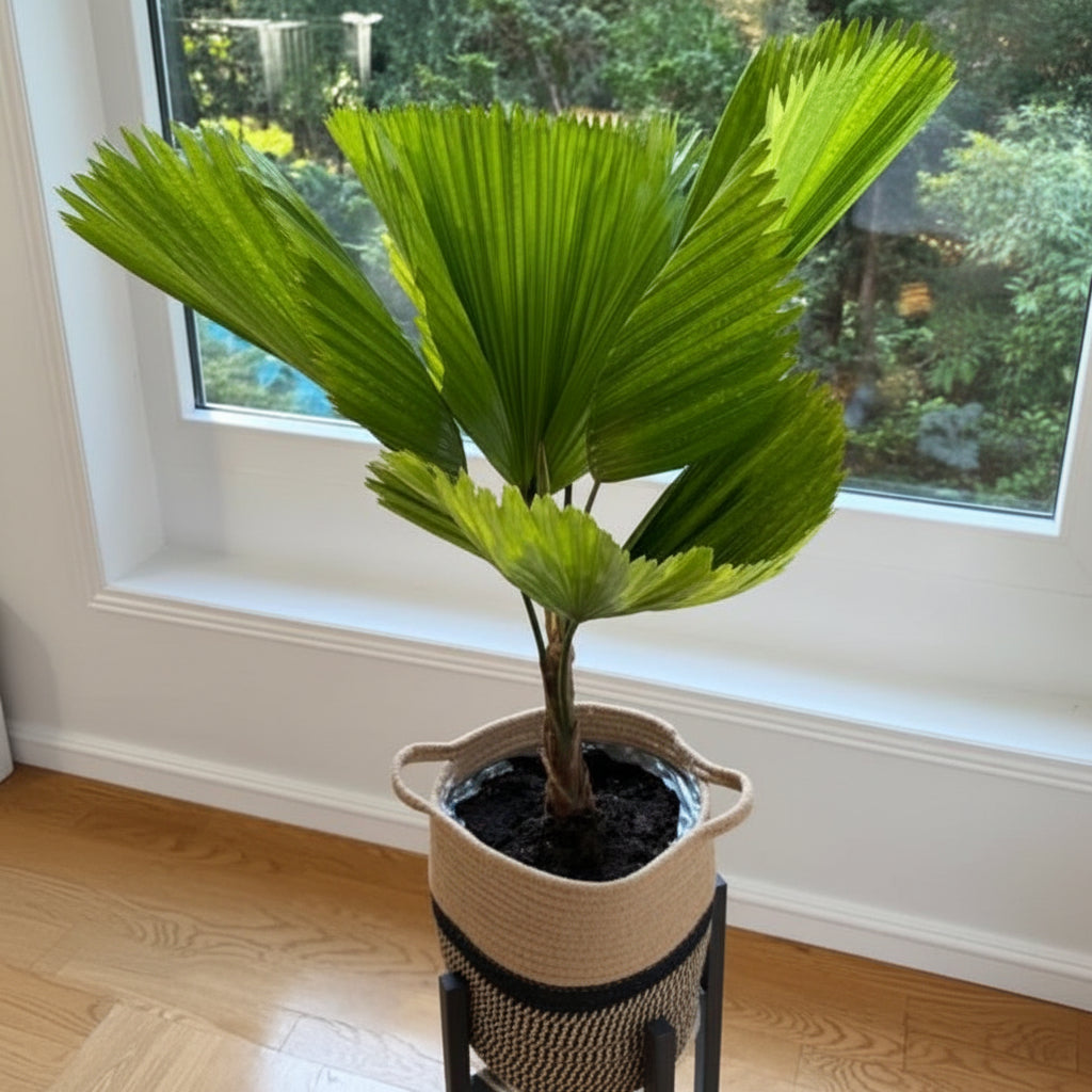 Indoor Licuala Fan Palm in a decorative basket pot near a window, featuring oversized circular fan-shaped tropical foliage.