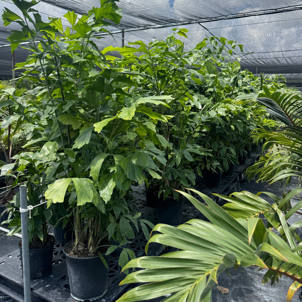 Rows of mature Caryota Mitis Fish Tail Palms displayed in a greenhouse nursery under shade cloth, featuring lush green fishtail-shaped leaves and full tropical growth.