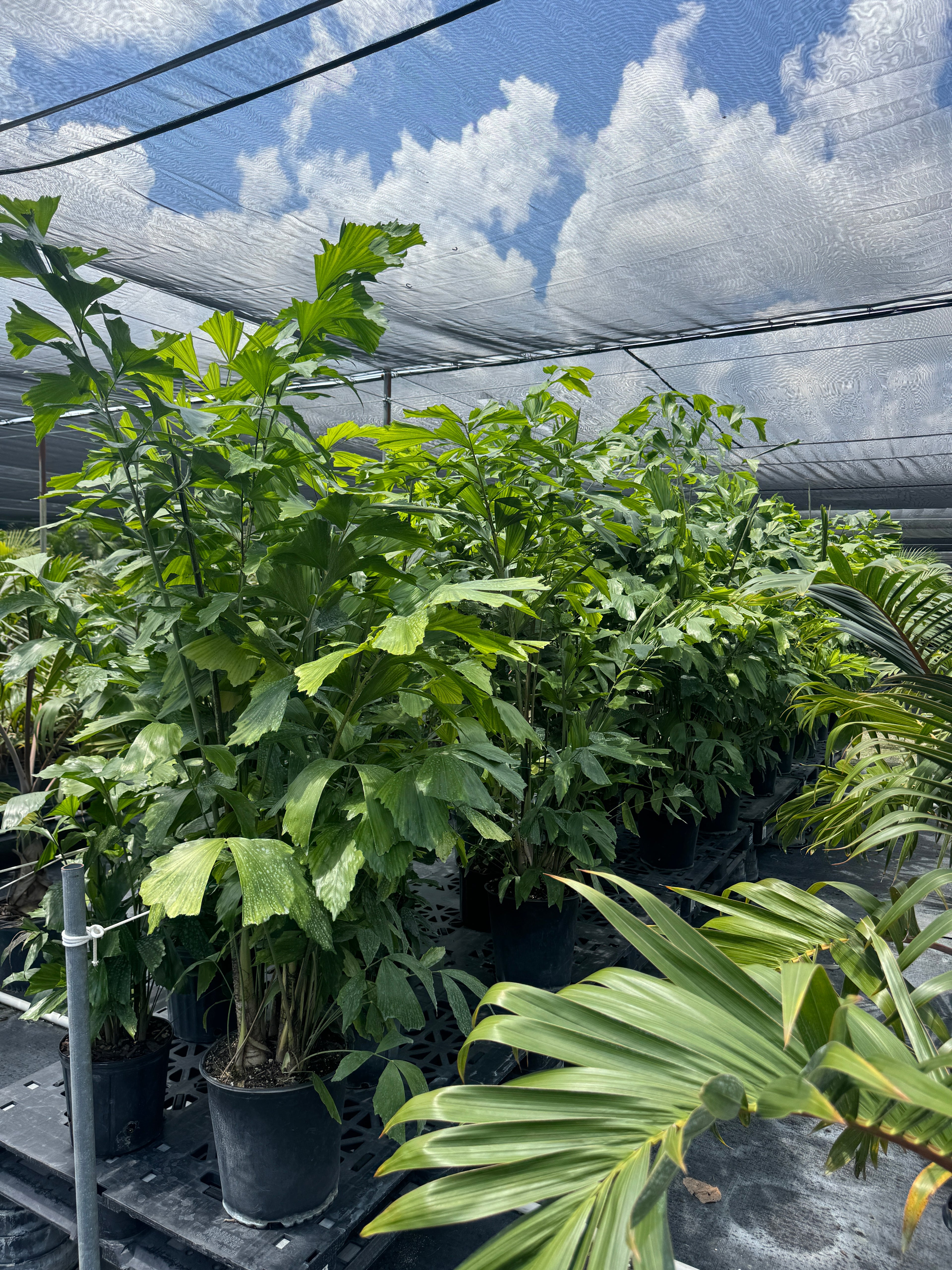 Rows of mature Caryota Mitis Fish Tail Palms displayed in a greenhouse nursery under shade cloth, featuring lush green fishtail-shaped leaves and full tropical growth.