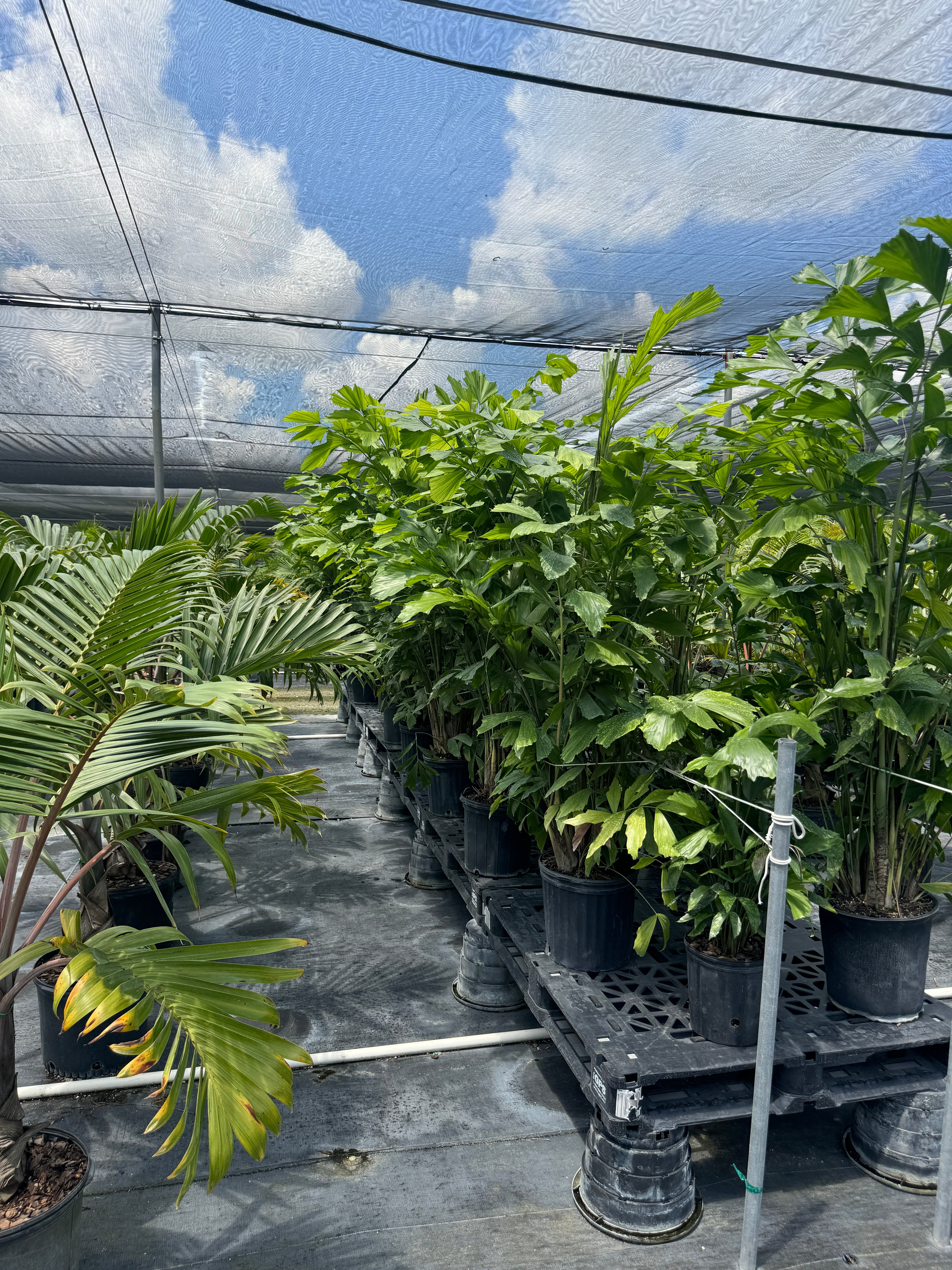 Rows of mature Caryota Mitis Fish Tail Palms displayed in a greenhouse nursery under shade cloth, featuring lush green fishtail-shaped leaves and full tropical growth.