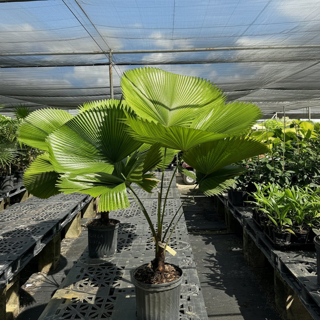 Mature Licuala Fan Palm with enormous pleated circular green leaves growing in a 2 gallon black nursery pot inside a tropical greenhouse under filtered sunlight.