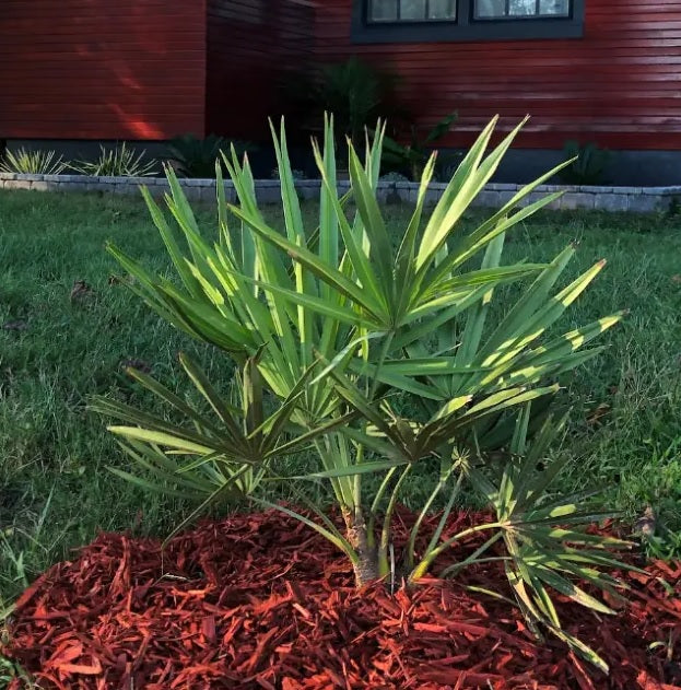 Needle Palm Tree, Cold Hardy