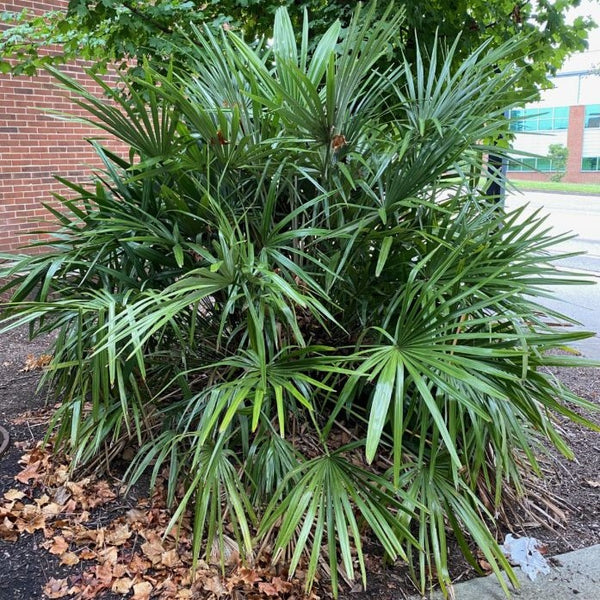 Needle Palm Tree, Cold Hardy