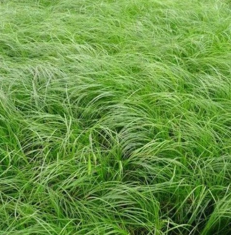 Pennsylvania Sedge, Carex Pensylvanica Grass