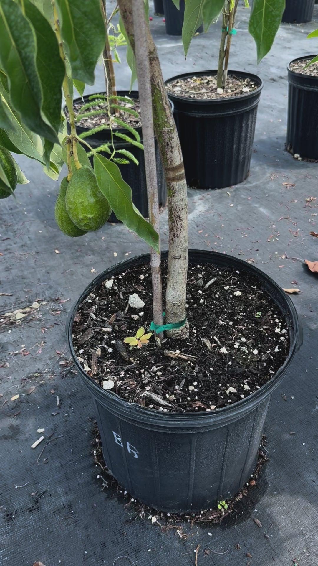 Catalina Avocado Fruit Tree, Persea Americana