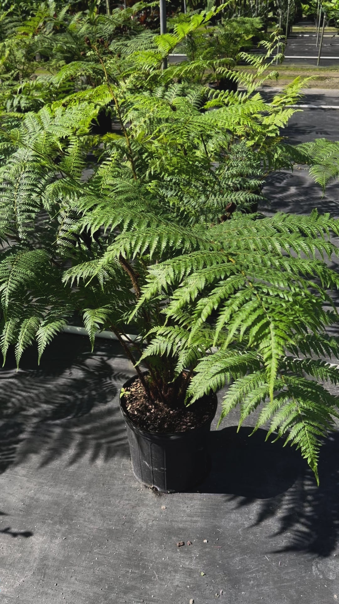 Australian Tree Fern, Beautiful & Exotic close view