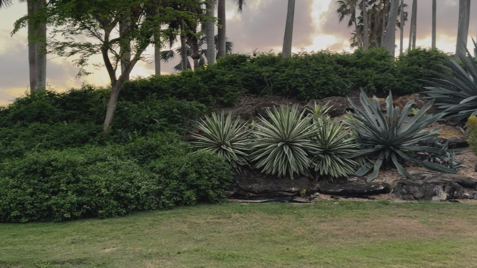 Super Blue Agave Americana, Century Plant