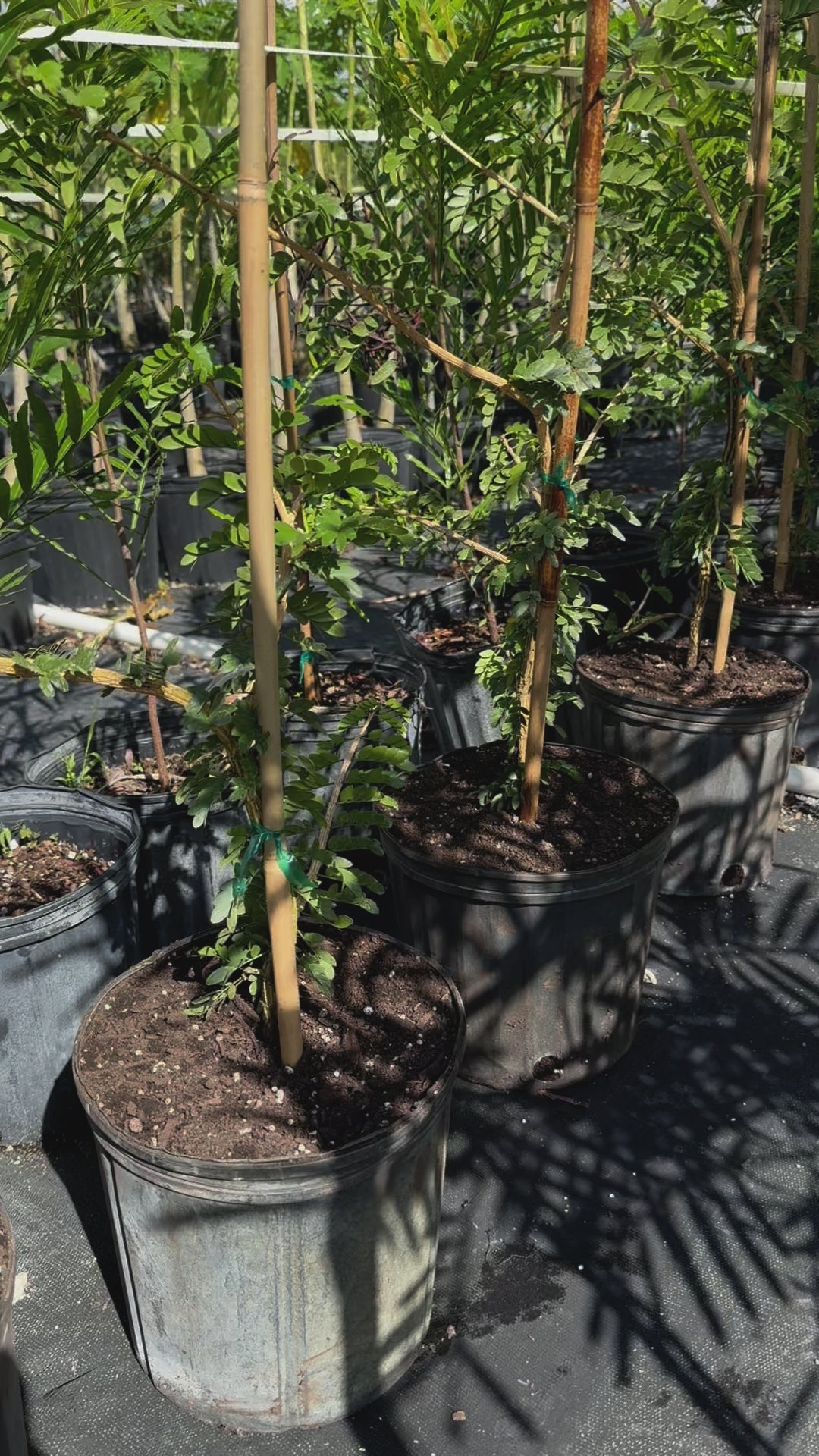 Lignum Vitae Sanctum Native Flowering Tree of Life