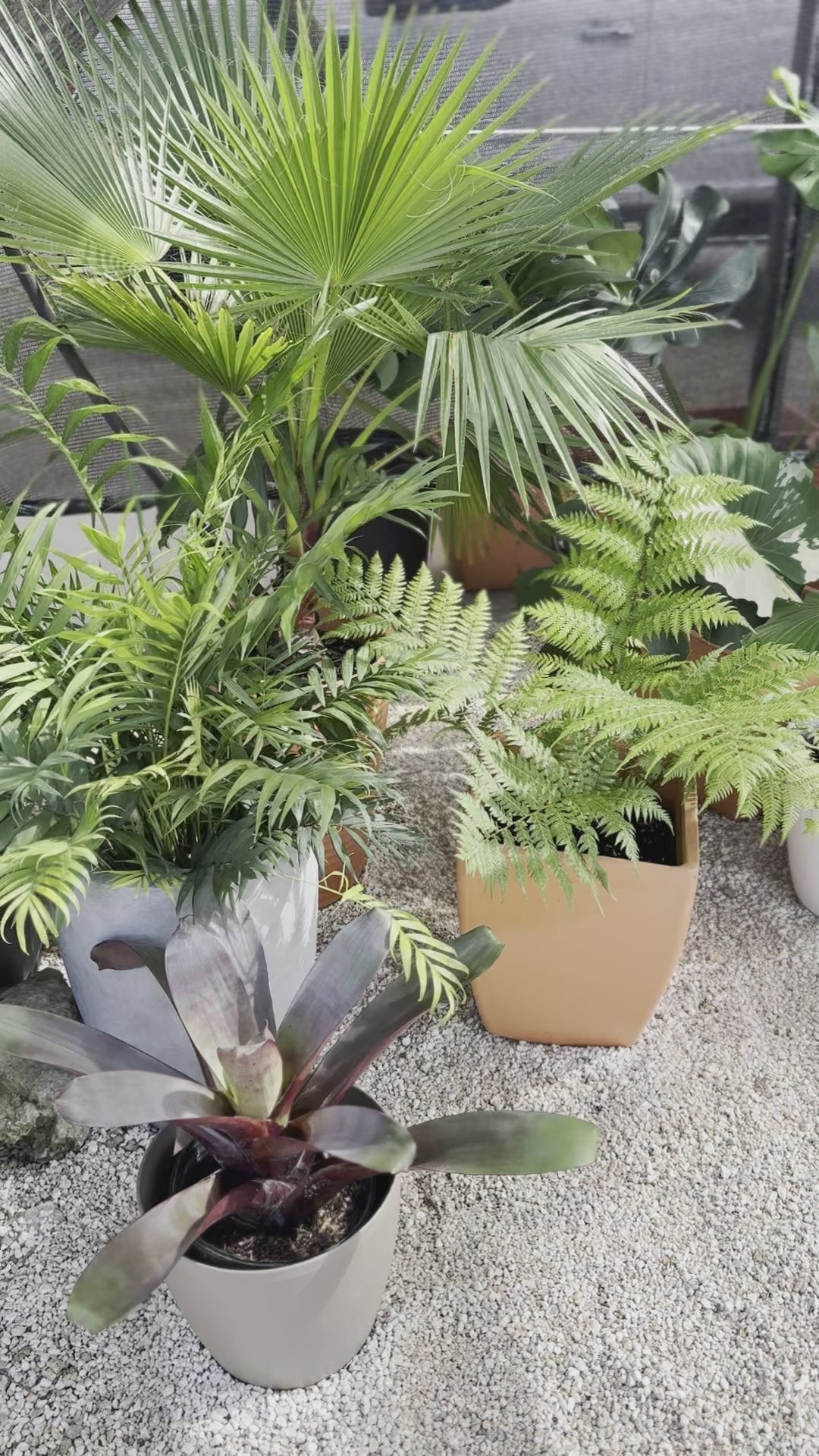 Australian Tree Fern, Beautiful & Exotic video