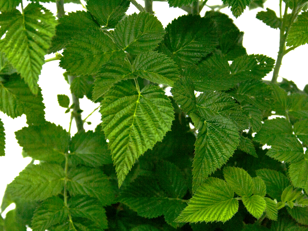 Thornless Blackberry Arapaho, Fruit Tree, Rubus fruticosus